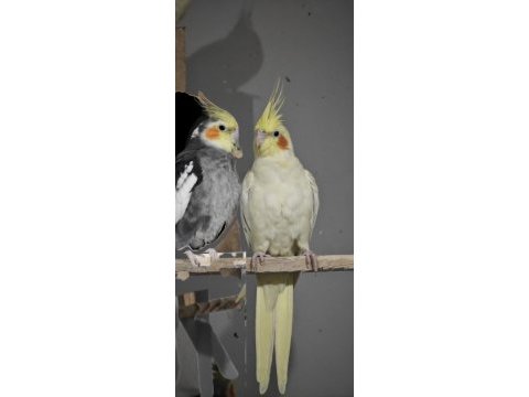Salma üretimi hazır eş kuşlar
