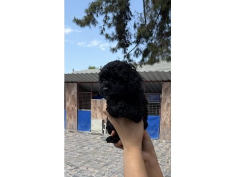 Siyah toypoodle zeytin gözlü şirin yavrular 
