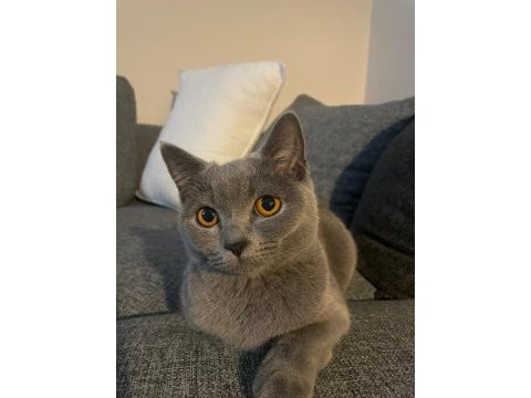 8 aylık dişi british shorthair malzemeleri ile birlikte