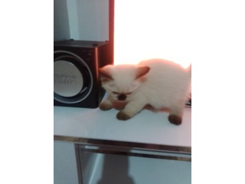 3 aylık siyam kedisi sahiplendirme 2 dişi ve 2 erkek