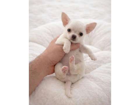 Mağazamızdan dişi ve erkek chihuahua yavrularımız