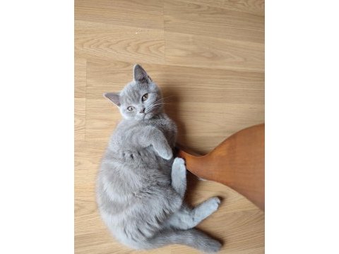 Scottish fold dişi ve british short hair erkek