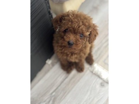 Tea cup poodle boy kilo garantili