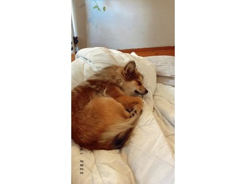 Pomeranian dişi kızımız