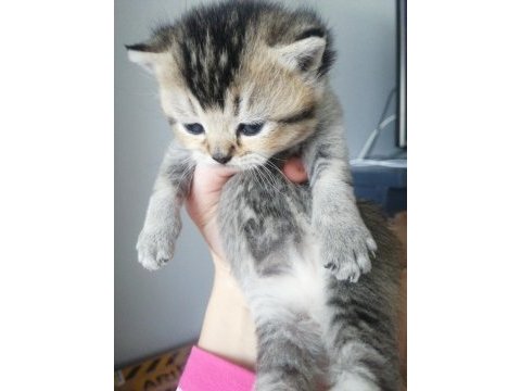 1 aylık british shorthair yavrular için yeni yuva arıyoruz