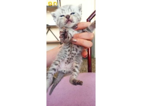 3 haftalık scottish fold yavrularımız rezerveye açıktır