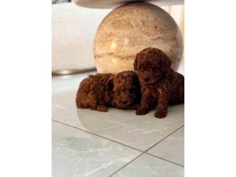 Toypoodle aşılı pasaportlu yavrularımız 