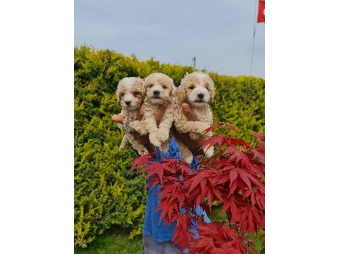 Teslime hazır maltipoo yavrularım
