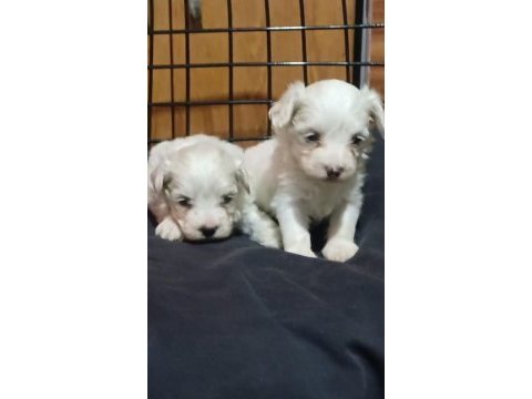 Dişi kore maltese terrier
