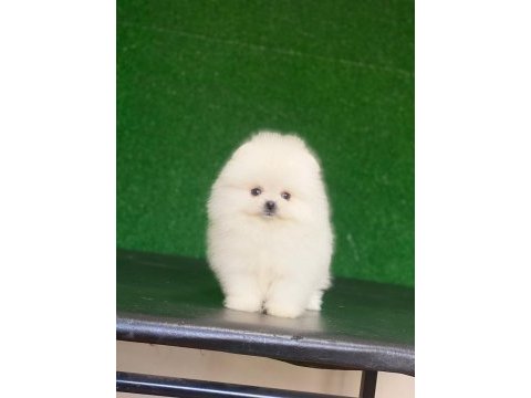 Pomeranian boo köpekleri