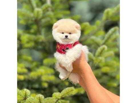 Pofuduk pomeranian yavrularımız