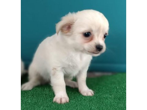 Dişi chihuahua