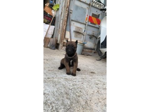 A kalite belçika kurdu