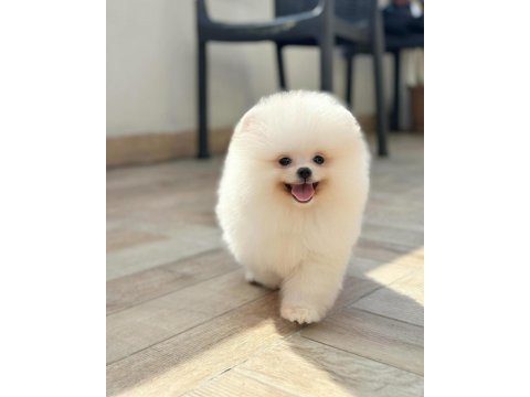 Ailenizin üyesi mini boy pomeranian yavrumuz wanda