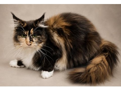 Premium kalite muhteşem calico maine coon