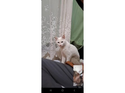 Ankara kedisi 2 yaşında erkek