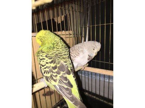 Rainbow show jumbo muhabbet kuşu takımlar
