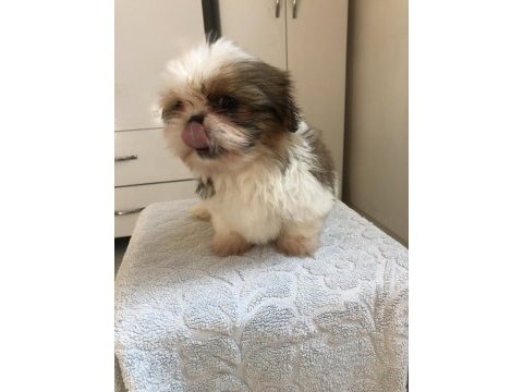 Shih tzu yavrularım yeni ailesini bekliyor