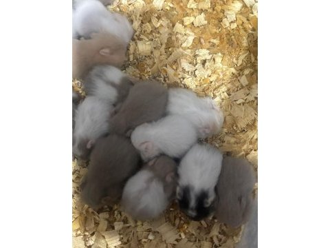 Uzun tüylü suriye hamsterları yeni sahiplerini bekliyor