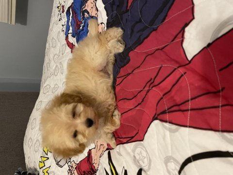 2,5 aylık yavru maltipoo