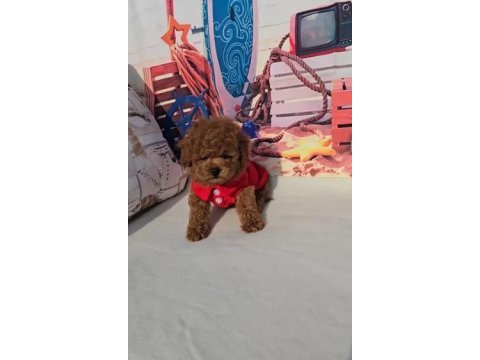 Toy poodle yavru