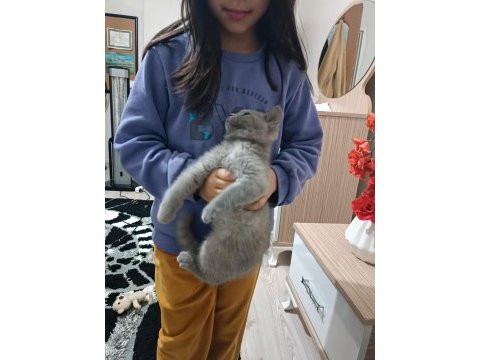 British shorthair