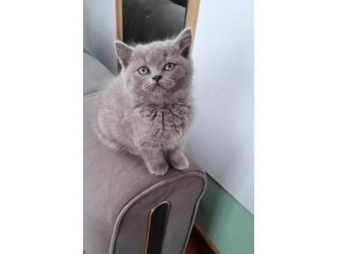 Kucuk kuzucuk kedimiz