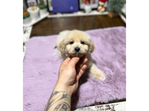 Mini maltipoo yavrularımız