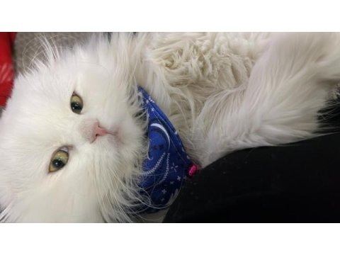 9 aylık scottish fold kedimiz casper yeni yuvasını arıyor