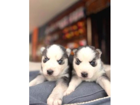 Ruhsatlı çiftliğimizden a kalite husky yavrularımız