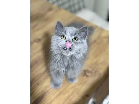 British scottish fold