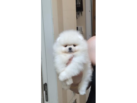 Üst kalite kar beyaz ayıcık yüz pomeranian boo erkek