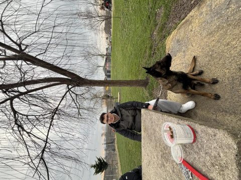 Malinois yavruları