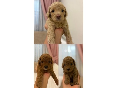 1.5 aylık orj toy poodle yavruları