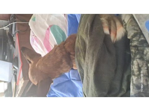 Chihuahua köpeğimiz dobby için yuva arıyoruz