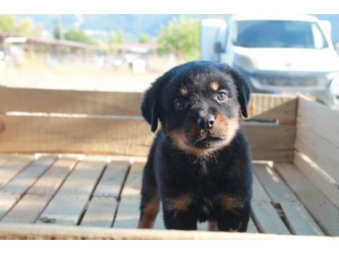 Rottweiler yavruları güç asil duruş ve sadakat