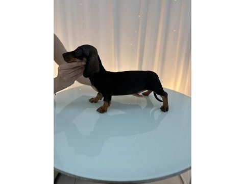 Dachshund sosis prenses