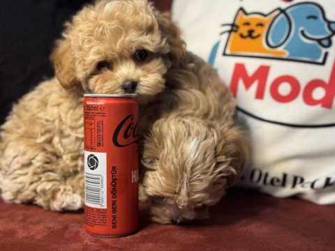 Ankaranın en seçkin tea cup kore maltipoo ları