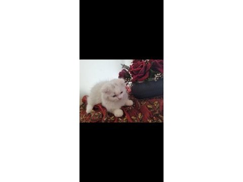 3 aylık scottish fold kedisi