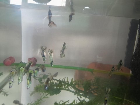 Sarı benekli karışık lepistes