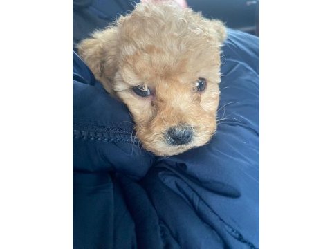 2 aylık köpeğim muffinim