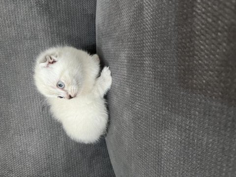 Blue point scottish ve scottish fold yavru