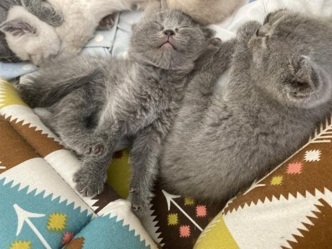 British shorthair yavrular