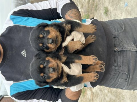 Sağlam karakter güçlü ırk sevgi dolu köpekler