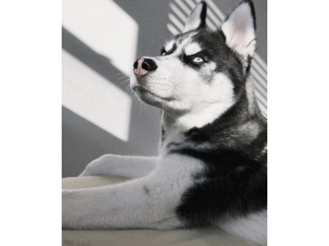 Sibirya kurdu köpeğimiz
