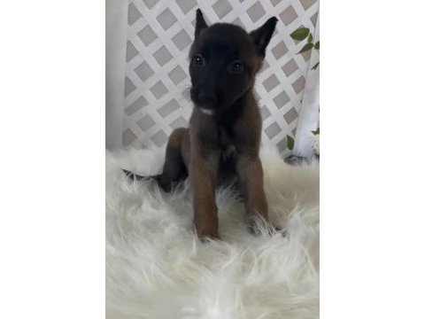 Dünyanın en tatlı bakışlarına sahip malinois burada