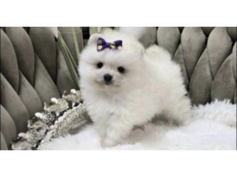 Pomeranian boo köpeği