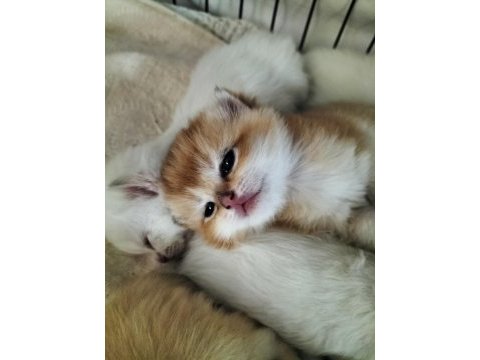 Safkan british longhair ve shorthair yavrularım
