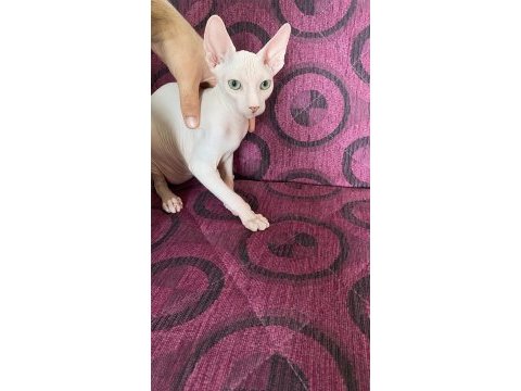 4 aylık üst düzey sfenks erkeğimiz