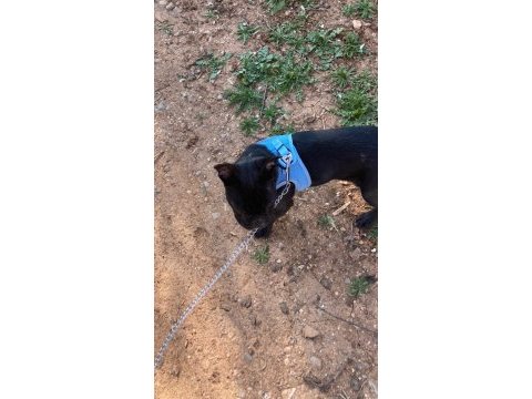 French bulldog 6 aylık erkek
